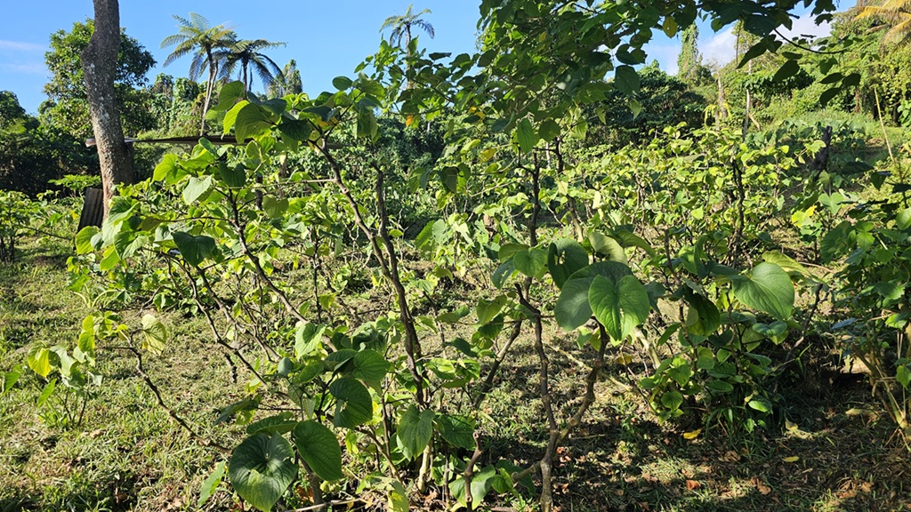 Agriculture and farming in the Pacific