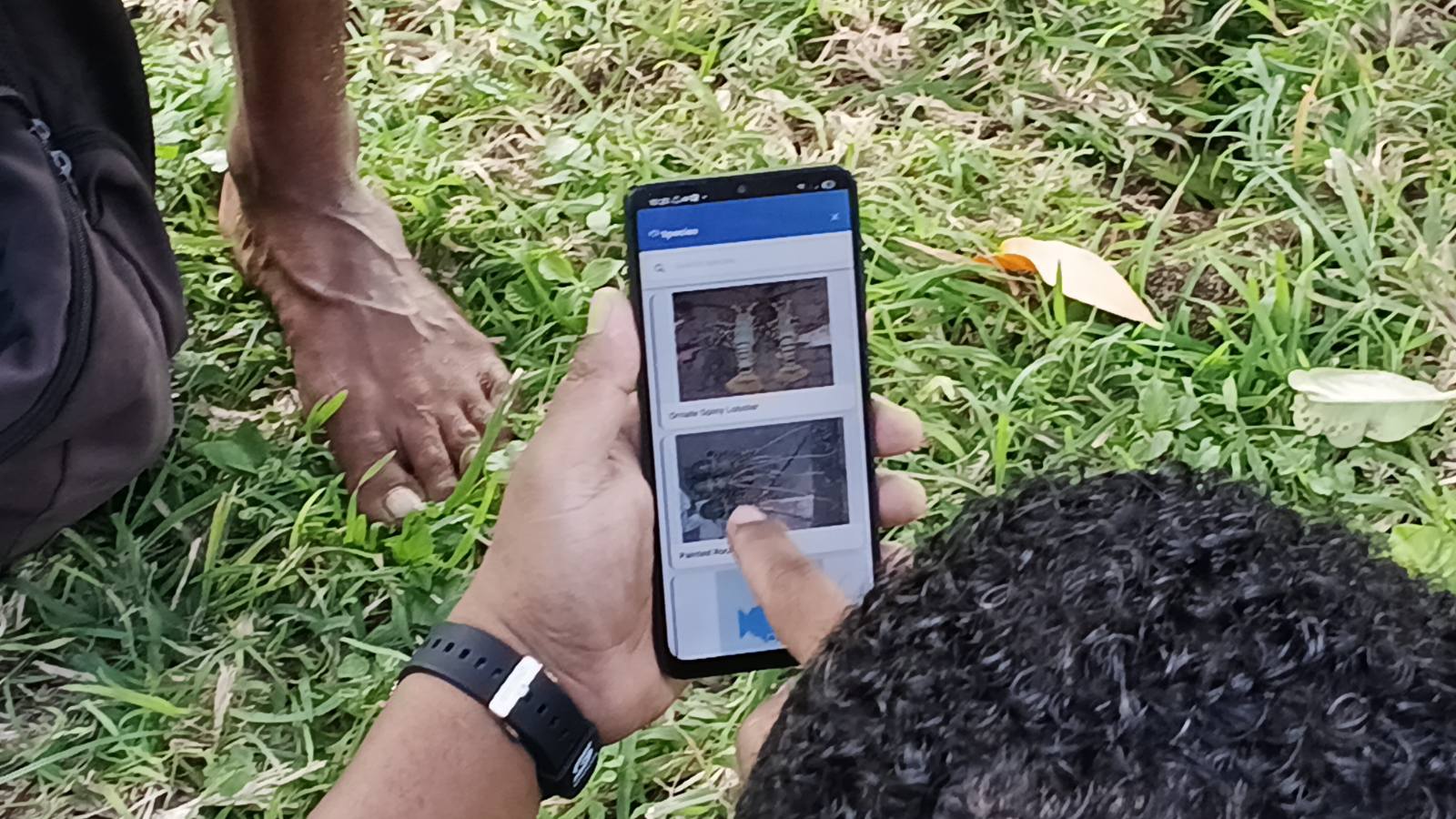 Identifying catch species in the iKatch app