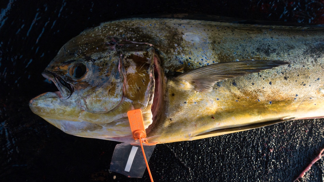 Blockchain App for Fisheries