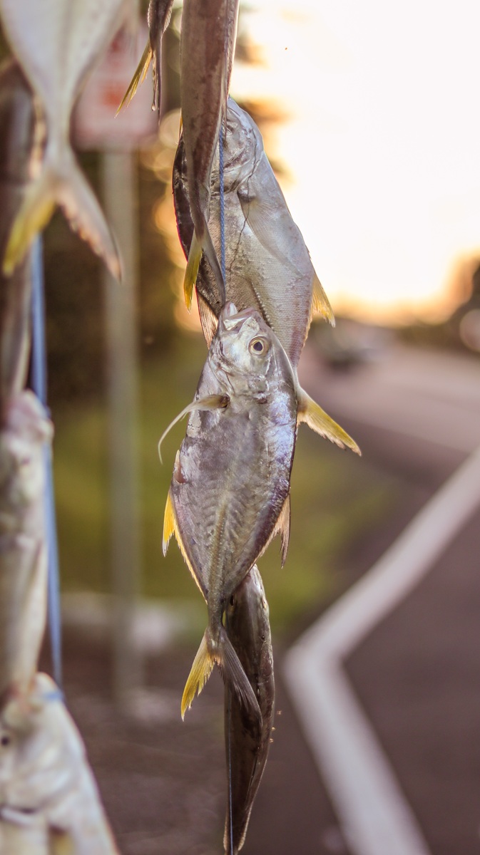 iKatch - Coastal Catch Data System